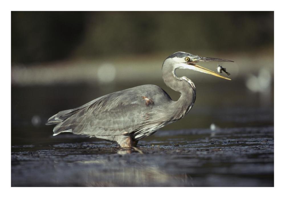 Great Blue Heron With Captured Fish, North America-Paper Art-26,,X18,,