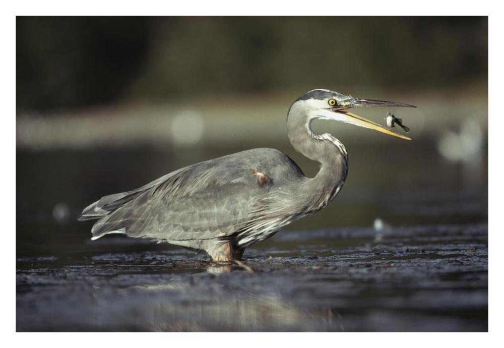 Great Blue Heron With Captured Fish, North America-Paper Art-32,,X22,,