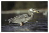 Great Blue Heron With Captured Fish, North America-Paper Art-38,,X26,,