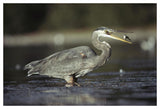 Great Blue Heron With Captured Fish, North America-Paper Art-50,,X34,,