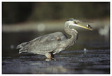 Great Blue Heron With Captured Fish, North America-Paper Art-62,,X42,,