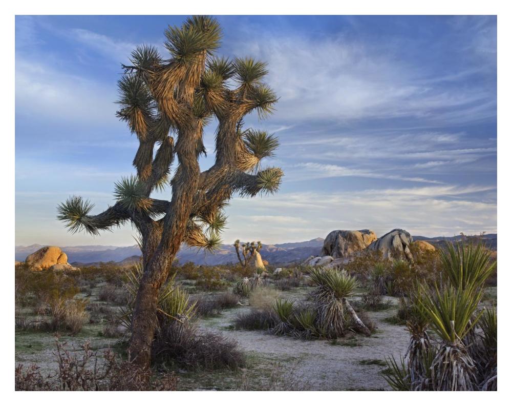Joshua Tree, Joshua Tree National Park, California-Paper Art-18,,X14,,
