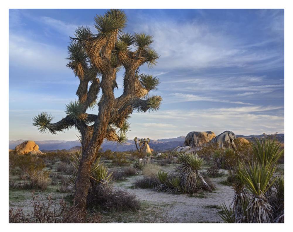 Joshua Tree, Joshua Tree National Park, California-Paper Art-34,,X26,,