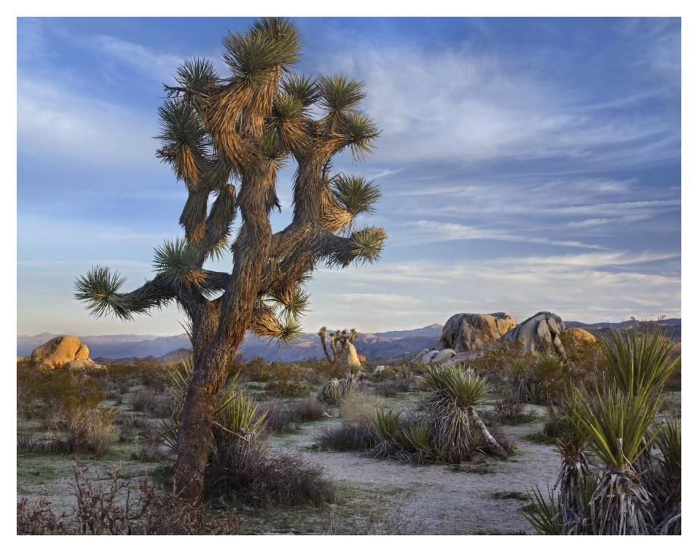 Joshua Tree, Joshua Tree National Park, California-Paper Art-42,,X32,,