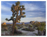 Joshua Tree, Joshua Tree National Park, California-Paper Art-42,,X32,,