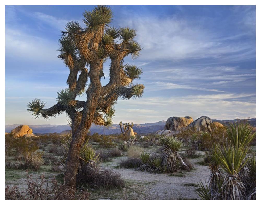 Joshua Tree, Joshua Tree National Park, California-Paper Art-50,,X38,,