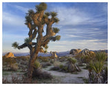 Joshua Tree, Joshua Tree National Park, California-Paper Art-50,,X38,,