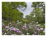 Long Pricklyhead Poppy Field Near Christine, Texas-Paper Art-26,,X20,,