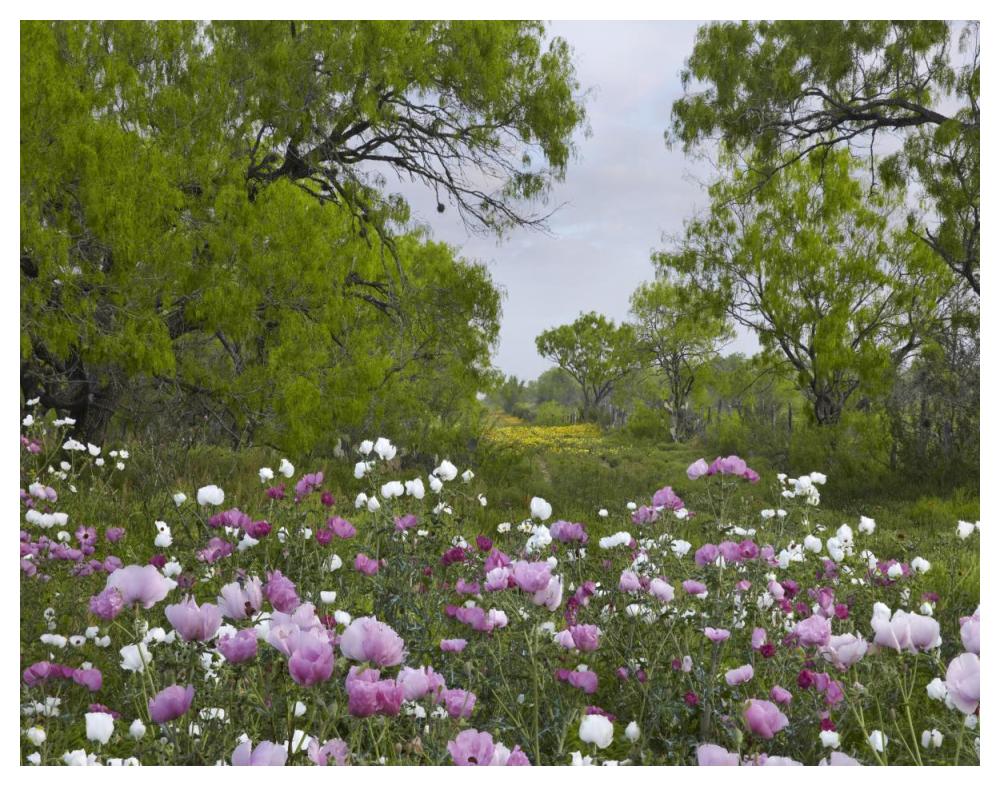 Long Pricklyhead Poppy Field Near Christine, Texas-Paper Art-50,,X38,,