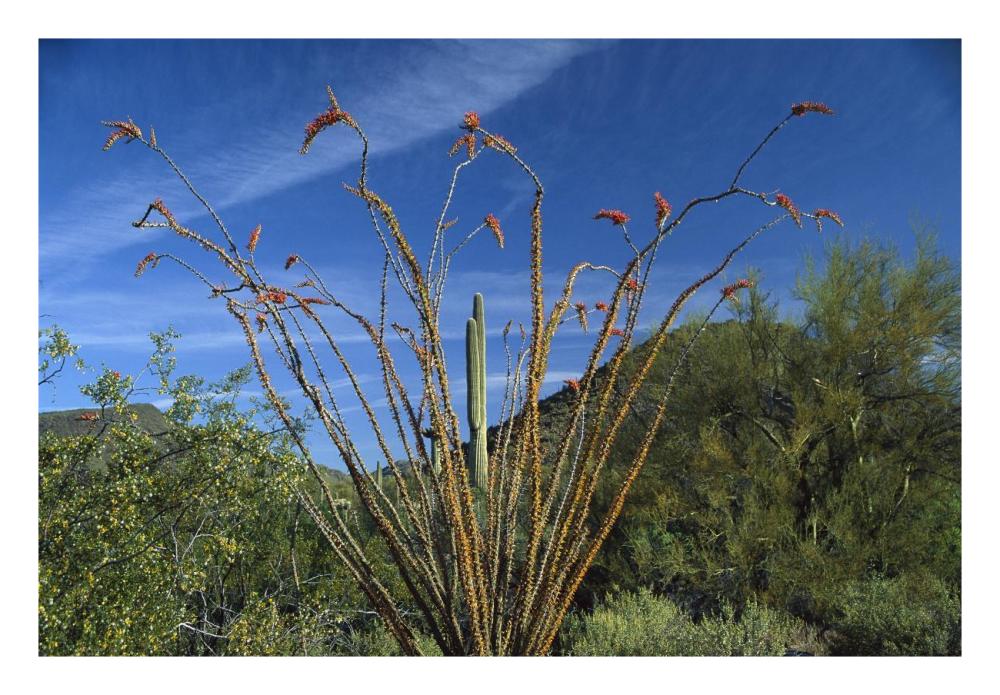 Ocotillo Saguaro Greasewood And Palo Verde Arizona-Paper Art-26,,X18,,