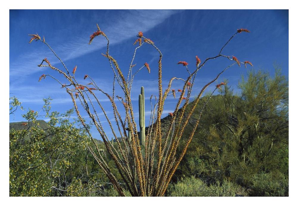 Ocotillo Saguaro Greasewood And Palo Verde Arizona-Paper Art-32,,X22,,