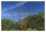 Ocotillo Saguaro Greasewood And Palo Verde Arizona-Paper Art-38,,X26,,