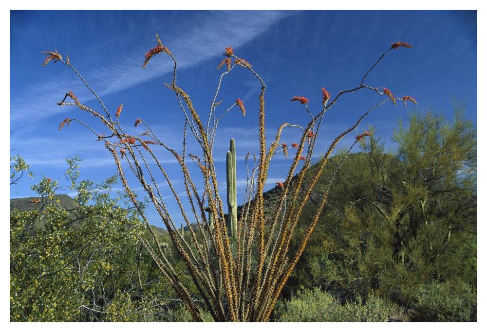 Ocotillo Saguaro Greasewood And Palo Verde Arizona-Paper Art-50,,X34,,