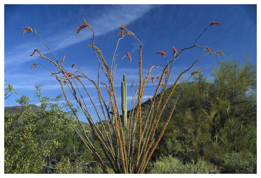 Ocotillo Saguaro Greasewood And Palo Verde Arizona-Paper Art-62,,X42,,
