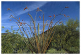 Ocotillo Saguaro Greasewood And Palo Verde Arizona-Paper Art-62,,X42,,