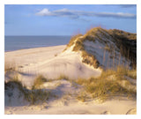 Coastal Sand Dunes, Saint Joseph Peninsula, Florida-Paper Art-32,,X26.9,,