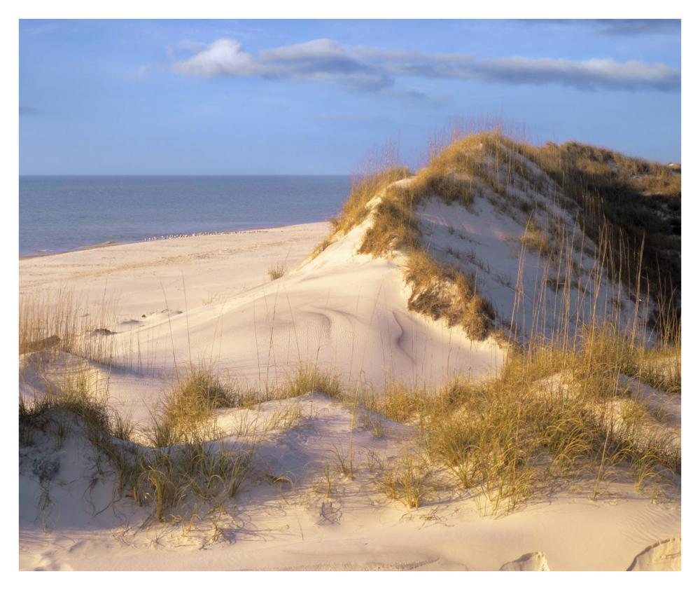 Coastal Sand Dunes, Saint Joseph Peninsula, Florida-Paper Art-38,,X31.88,,