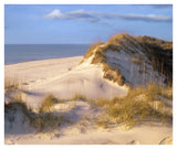 Coastal Sand Dunes, Saint Joseph Peninsula, Florida-Paper Art-42,,X35.2,,
