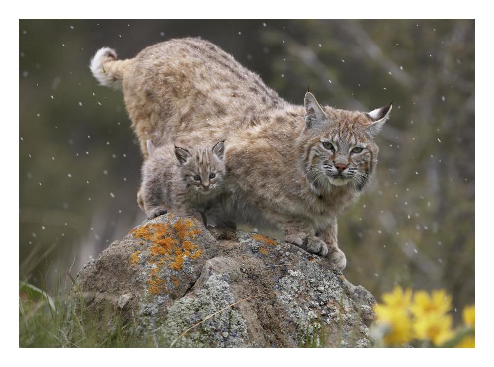 Bobcat Mother And Kitten In Snowfall, North America-Paper Art-26,,X20,,