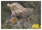 Bobcat Mother And Kitten In Snowfall, North America-Paper Art-42,,X32,,