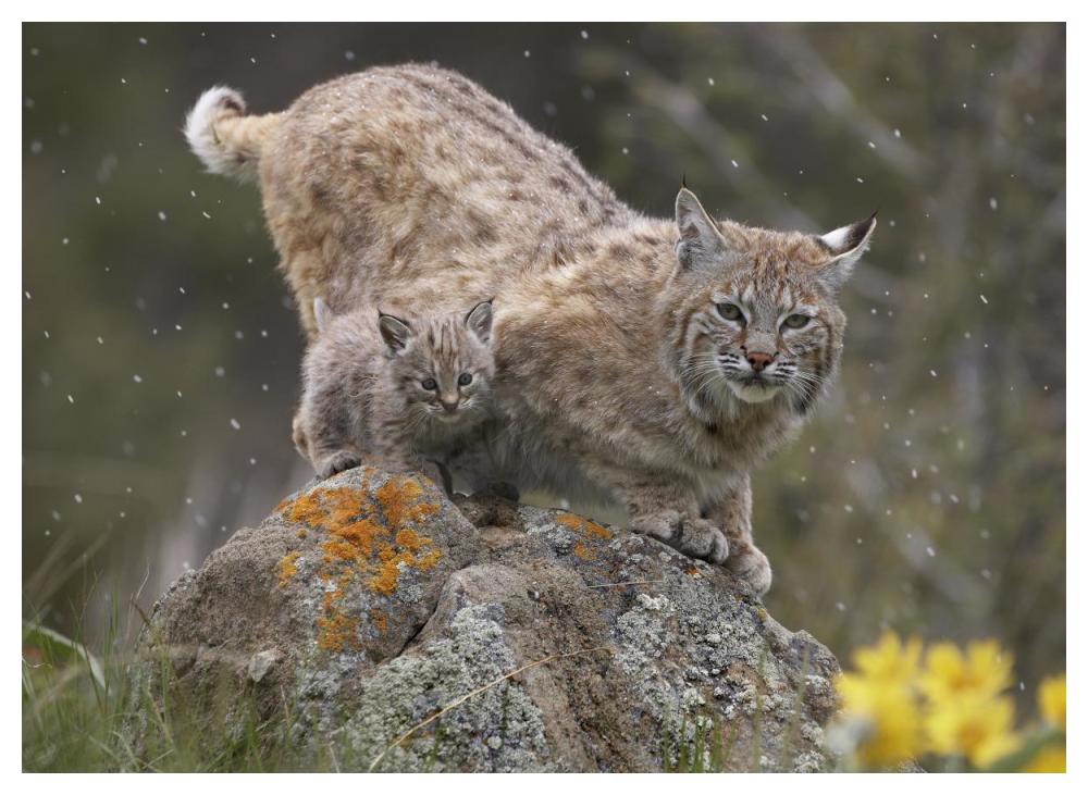 Bobcat Mother And Kitten In Snowfall, North America-Paper Art-50,,X38,,