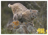 Bobcat Mother And Kitten In Snowfall, North America-Paper Art-50,,X38,,