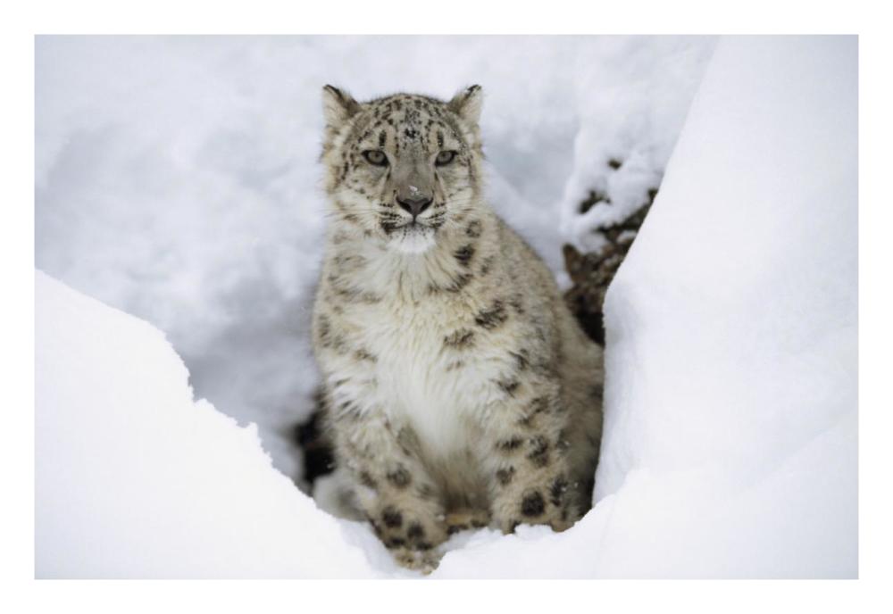 Snow Leopard Adult Portrait In Snow, Native To Asia-Paper Art-26,,X18,,