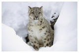 Snow Leopard Adult Portrait In Snow, Native To Asia-Paper Art-50,,X34,,