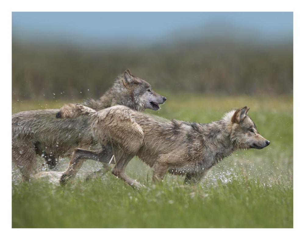 Gray Wolf Pair Running Through Water, North America-Paper Art-26,,X20,,