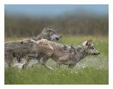 Gray Wolf Pair Running Through Water, North America-Paper Art-26,,X20,,