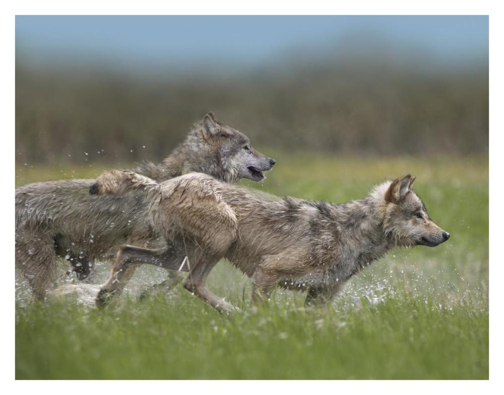 Gray Wolf Pair Running Through Water, North America-Paper Art-34,,X26,,