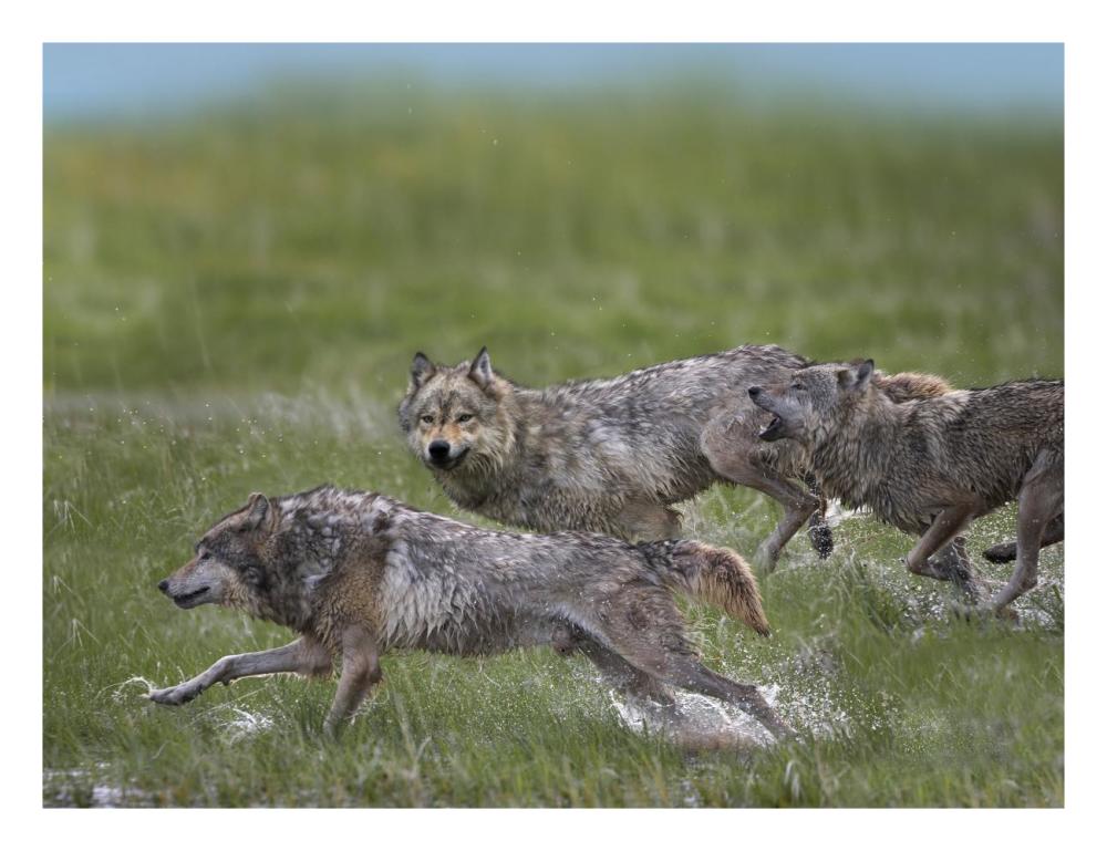 Gray Wolf Trio Running Through Water, North America-Paper Art-26,,X20,,