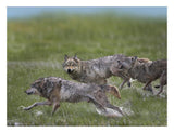 Gray Wolf Trio Running Through Water, North America-Paper Art-26,,X20,,