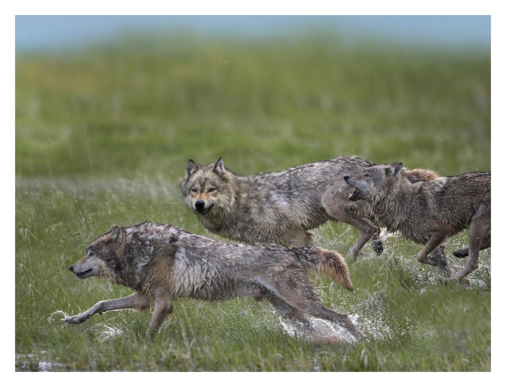 Gray Wolf Trio Running Through Water, North America-Paper Art-34,,X26,,