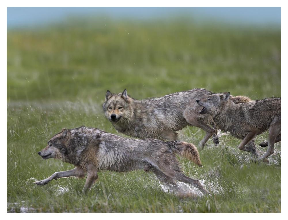 Gray Wolf Trio Running Through Water, North America-Paper Art-42,,X32,,