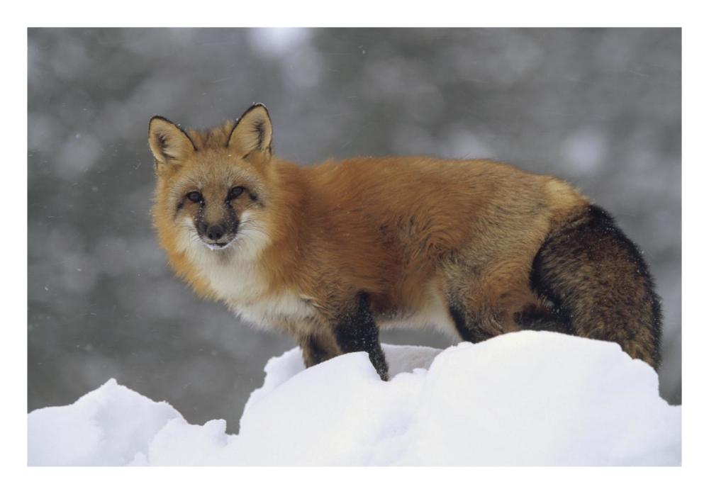 Red Fox Standing At The Top Of A Snow Bank, Montana-Paper Art-26,,X18,,