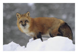 Red Fox Standing At The Top Of A Snow Bank, Montana-Paper Art-26,,X18,,