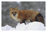 Red Fox Standing At The Top Of A Snow Bank, Montana-Paper Art-32,,X22,,
