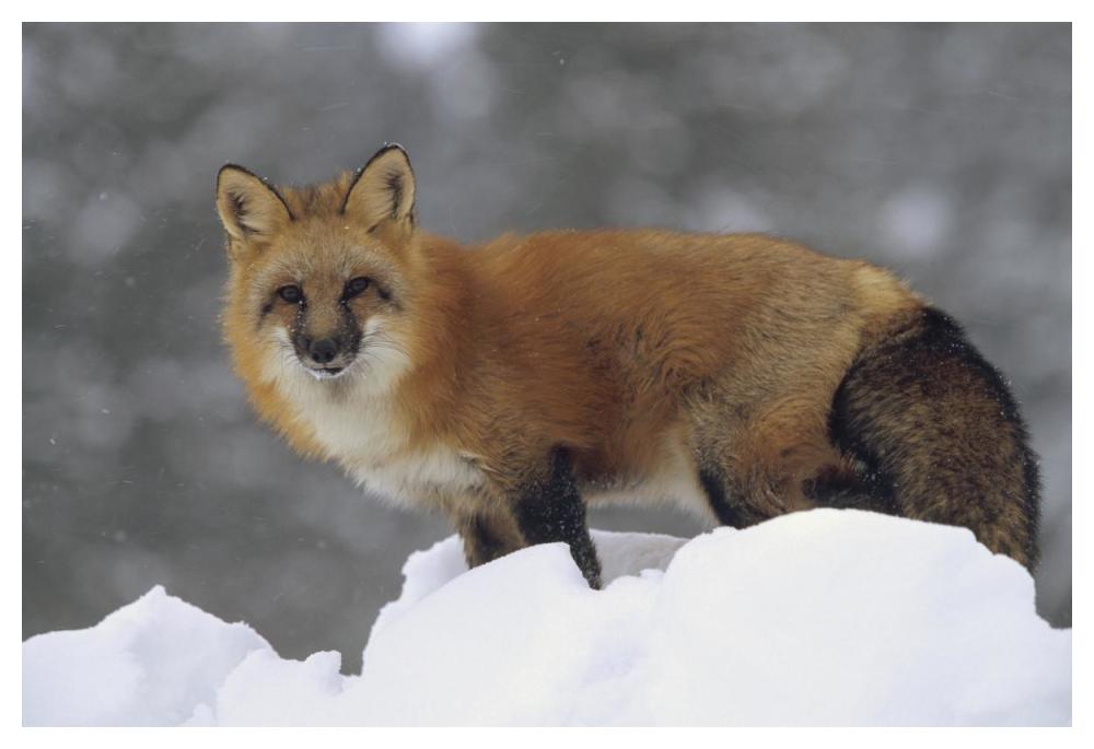Red Fox Standing At The Top Of A Snow Bank, Montana-Paper Art-50,,X34,,