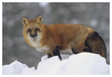 Red Fox Standing At The Top Of A Snow Bank, Montana-Paper Art-50,,X34,,