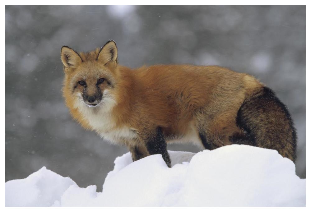 Red Fox Standing At The Top Of A Snow Bank, Montana-Paper Art-62,,X42,,
