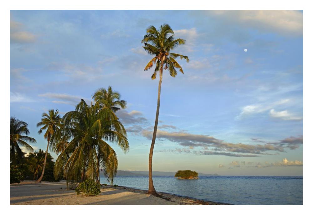 Coconut Palm Trees On Pamilacan Island, Philippines-Paper Art-32,,X22,,