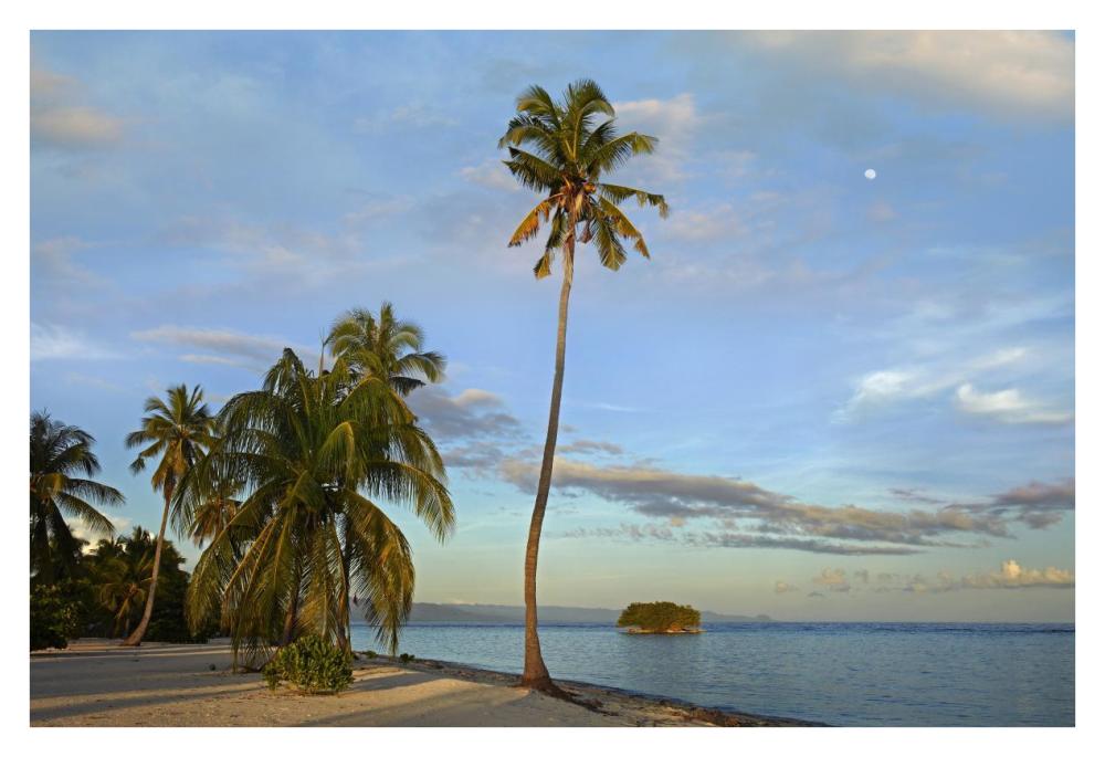Coconut Palm Trees On Pamilacan Island, Philippines-Paper Art-38,,X26,,