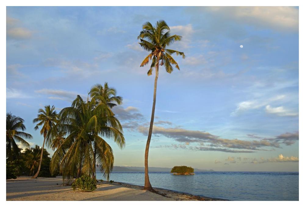 Coconut Palm Trees On Pamilacan Island, Philippines-Paper Art-50,,X34,,