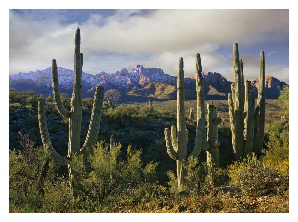Saguaro Cacti And Santa Catalina Mountains, Arizona-Paper Art-18,,X14,,
