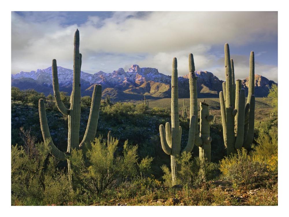 Saguaro Cacti And Santa Catalina Mountains, Arizona-Paper Art-26,,X20,,
