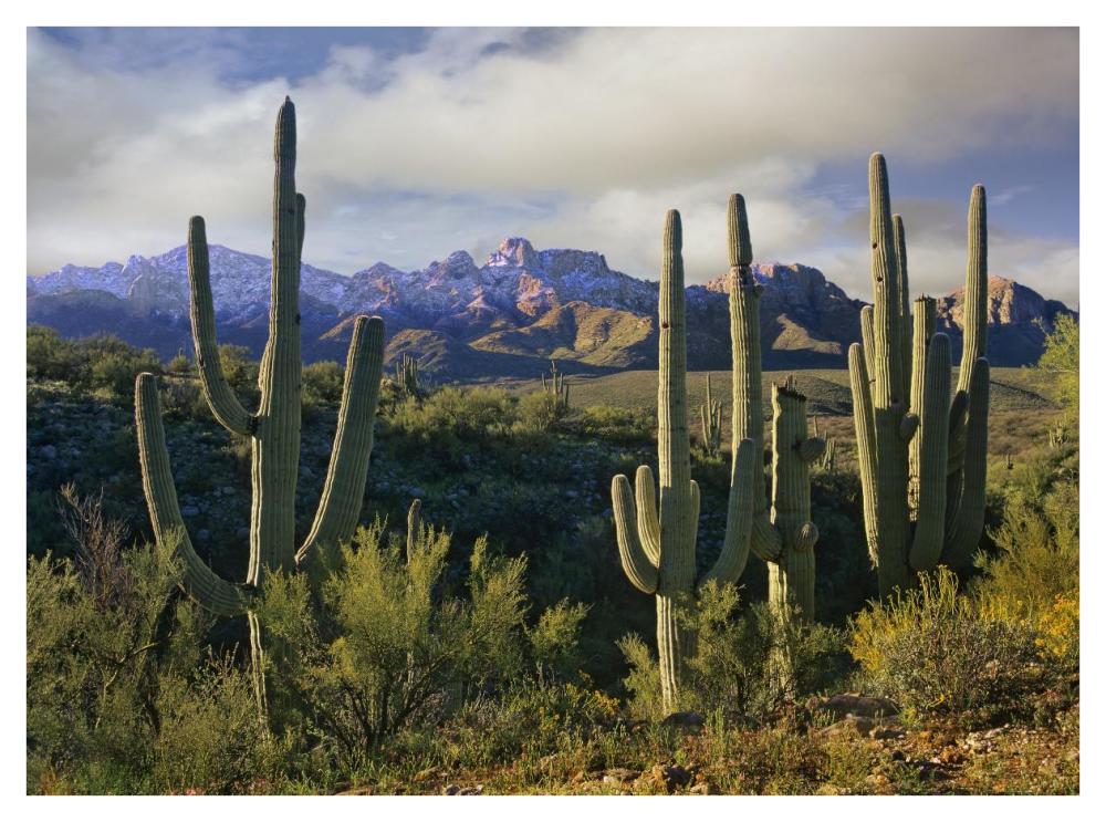 Saguaro Cacti And Santa Catalina Mountains, Arizona-Paper Art-42,,X32,,
