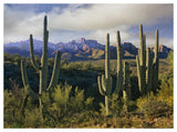 Saguaro Cacti And Santa Catalina Mountains, Arizona-Paper Art-50,,X38,,
