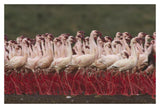 Lesser Flamingos In A Mass Courtship Display, Kenya-Paper Art-20,,X14,,