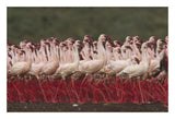 Lesser Flamingos In A Mass Courtship Display, Kenya-Paper Art-26,,X18,,